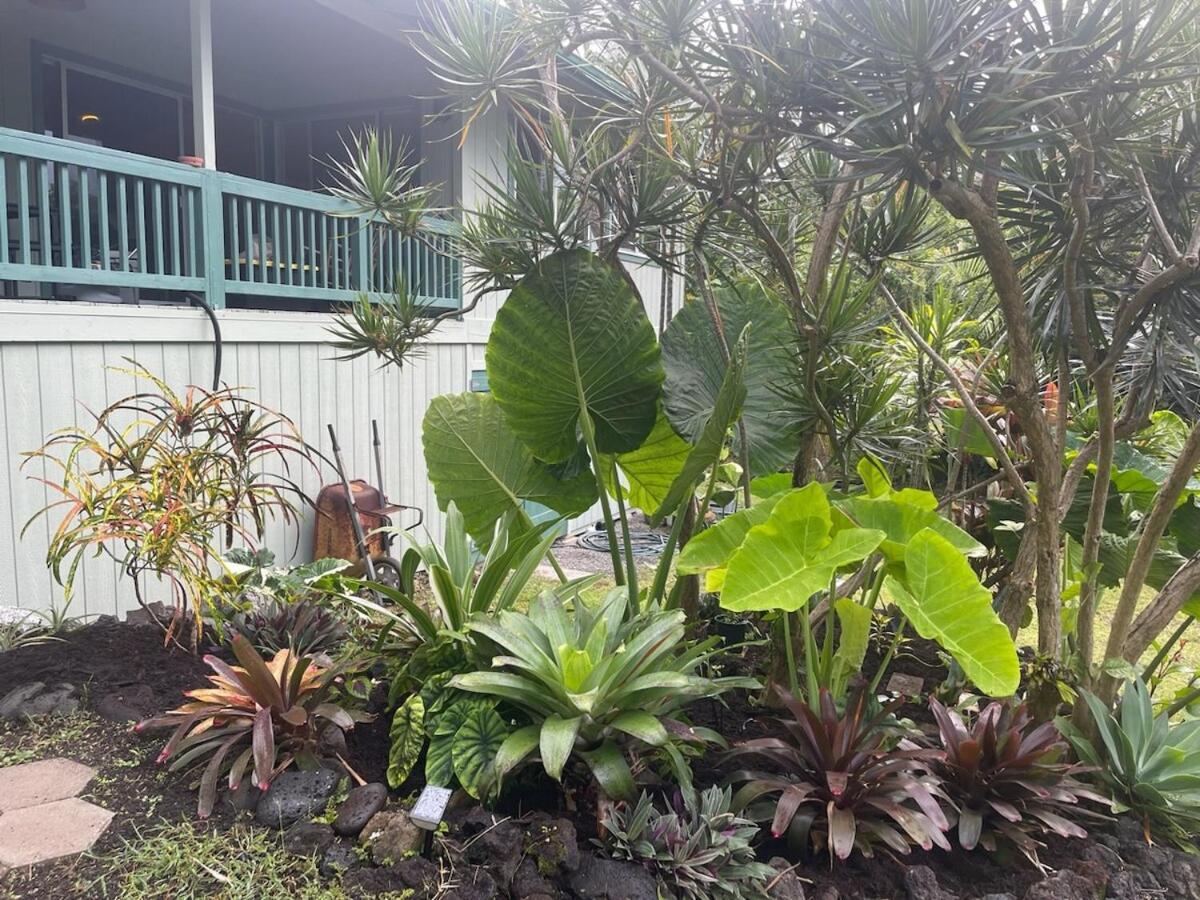 Seaside House And Aloha Bungalow Pahoa Buitenkant foto